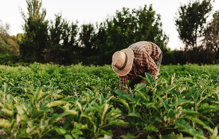 From Plantation to Plate: The Journey of Kerala Spices